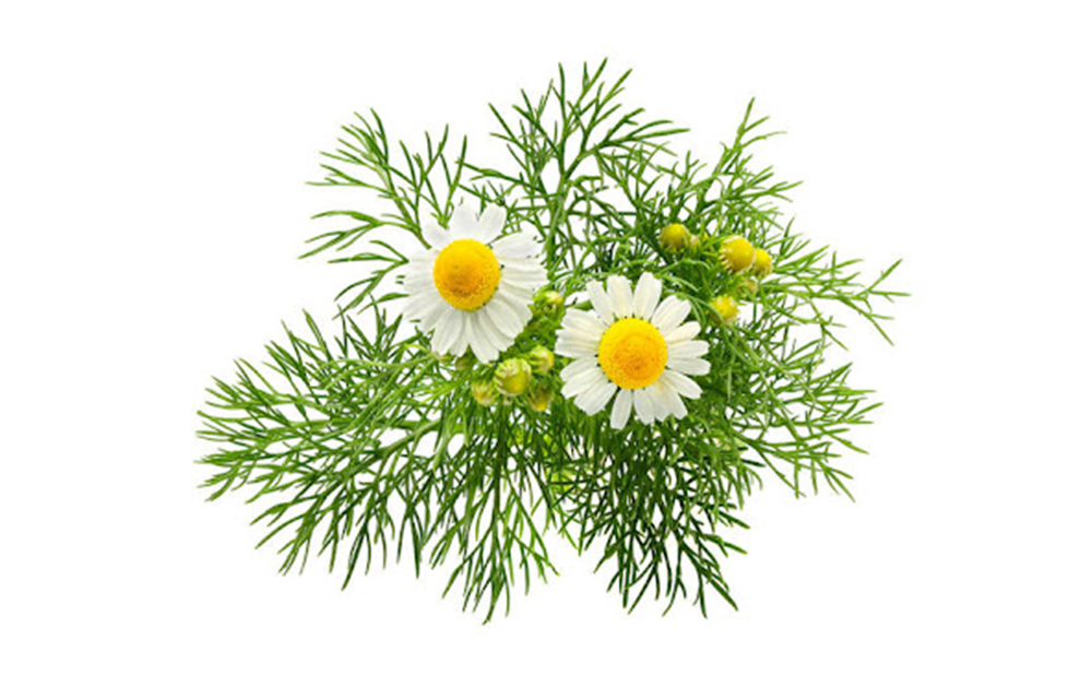 Chamomile (Matricaria chamomilla)