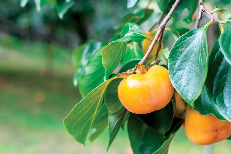 Persimmon Leaf Magic! It’s A Nutrition Boost, Blood and Capillary Strengthener, And A Help for Aging/Bruising Skin!